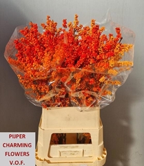 Ilex Winter Gold 100cm