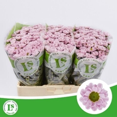 Chrysanth Santini Rossi Pink 55cm 44gr.
