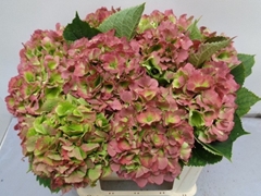 Hydrangea Verena Classic 50cm 17-19cm Hd