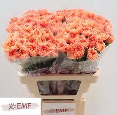 Dianthus Single Tamarind 60cm