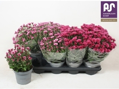 Chrysanth Mix 14Ø 28cm