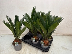 Cycas Revoluta 12Ø 40cm