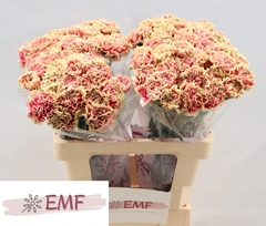 Dianthus Single Wow+ 60cm