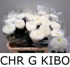 Chrysanth Single Kibo 75cm 140gr.