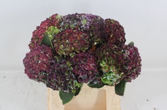 Hydrangea Revolution 40cm 10-12cm Hd