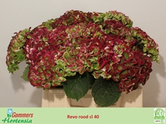 Hydrangea Revolution Classic 40cm 9-11cm Hd