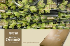 Cymbidium Gladys 60cm