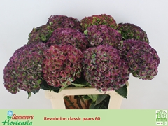 Hydrangea Revolution 60cm 14-16cm Hd