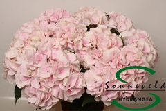 Hydrangea Royal Bliss 60cm 15-17cm Hd