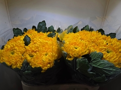 Chrysanth Single Victor Rowe 75cm 100gr.