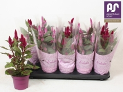 Celosia Mix 12Ø 40cm