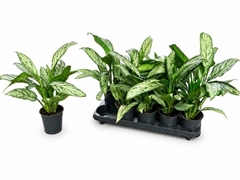 Aglaonema Silver Queen 11Ø 40cm