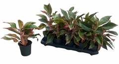 Aglaonema Crete 11Ø 35cm