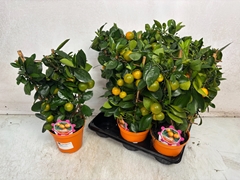Citrus Microcarpa 14Ø 40cm