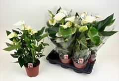 Anthurium Floriclone Pristino 17Ø 70cm