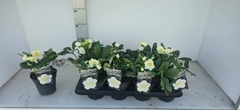 Helleborus Advent Star 13Ø 25cm