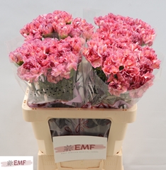 Dianthus Single Ocaso+ 60cm