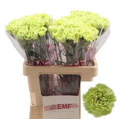 Dianthus Single Celtic Green 60cm