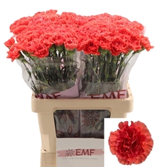 Dianthus Single Caroline 60cm