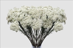 Ozothamnus Cooks Snow White 60cm