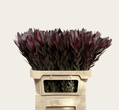 Leucadendron Safari Sunset 80cm