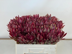 Leucadendron Jester 55cm