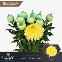 Chrysanth Single Magnum Yellow 70cm 105gr.