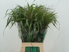 Panicum Fontaine 70cm