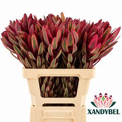 Leucadendron Jester 60cm