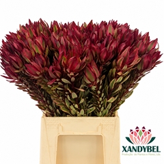 Leucadendron Jester 50cm