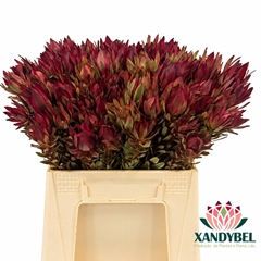Leucadendron Jester 40cm