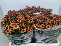 Chrysanth Santini Tammy 55cm 36gr.
