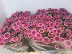 Chrysanth Santini Jamey Dark 55cm 48gr.