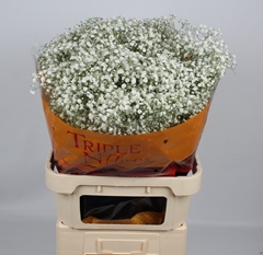 Gypsophila Paniculata Xlence 80cm 50gr.