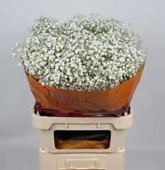 Gypsophila Paniculata Xlence 80cm 45gr.