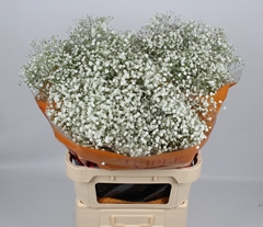 Gypsophila Paniculata Xlence 80cm 25gr.