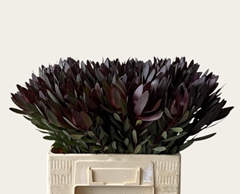 Leucadendron Safari Sunset 60cm