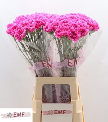 Dianthus Single Farida 70cm