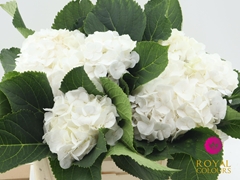 Hydrangea White Verena 50cm 14-16cm Hd