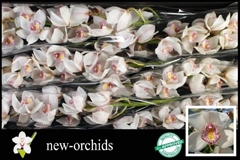 Cymbidium Noorderlicht 80cm