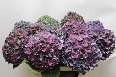 Hydrangea Pimpernel Aubergine Classic 80cm 20-22cm Hd