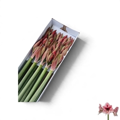 Hippeastrum Revelation 75cm