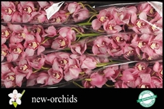 Cymbidium Sky Scraper 80cm