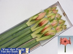 Hippeastrum Bouquet 80cm