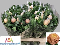 Chrysanth Single Vienna Copper 80cm 120gr.