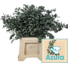 Eucalyptus Gunnii Azura 55cm
