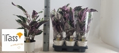 Calathea Fusion White 14Ø 50cm