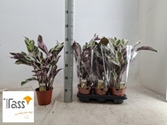 Calathea Fusion White 14Ø 50cm