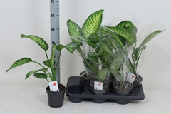 Dieffenbachia Tropic Jewel 14Ø 60cm