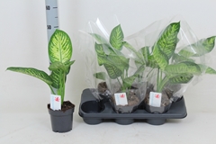 Dieffenbachia Tropic Jewel 14Ø 50cm